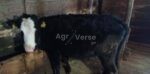 🐄 იყიდება 3 სული ძროხა - Image 3