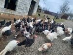 🦃 იყიდება უპრემიქსო ინდაურები - Image 2