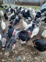 🦃 იყიდება უპრემიქსო ინდაურები