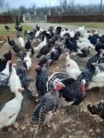 🦃 იყიდება უპრემიქსო ინდაურები - Image 4