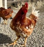 🐓 იყიდება მამლები - Image 2