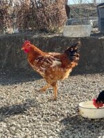 🐓 იყიდება მამლები