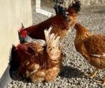 🐓 იყიდება მამლები - Image 3