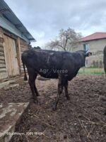 🐂 იყიდება მოზვერი და დეკეულა — ხაშური