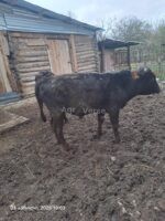 🐂 იყიდება მოზვერი და დეკეულა — ხაშური - Image 2