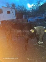🐂 იყიდება მოზვერი და დეკეულა — ხაშური - Image 3