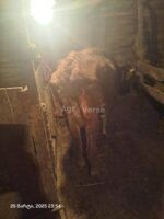 🐂 იყიდება მოზვერი და დეკეულა — ხაშური - Image 2