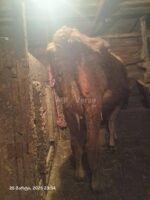 🐂 იყიდება მოზვერი და დეკეულა — ხაშური - Image 3
