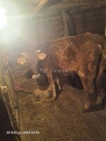 🐂 იყიდება მოზვერი და დეკეულა — ხაშური