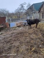 🐂 იყიდება მოზვერი და დეკეულა — ხაშური - Image 2