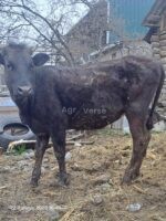 🐂 იყიდება მოზვერი და დეკეულა — ხაშური - Image 3