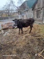 🐂 იყიდება მოზვერი და დეკეულა — ხაშური