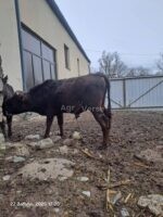 🐂 იყიდება მოზვერი და დეკეულა — ხაშური - Image 4
