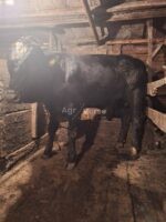 🐂 იყიდება მოზვერი და დეკეულა — ხაშური
