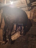 🐂 იყიდება მოზვერი და დეკეულა — ხაშური - Image 2