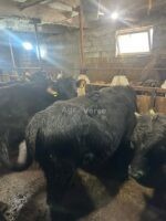 იყიდება 2 მოსაგები დეკეული - Image 3