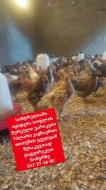წიწილები და ვარიკები - Image 2