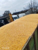 🌽 იყიდება მშრალი სიმინდი – მაღალი ხარისხის