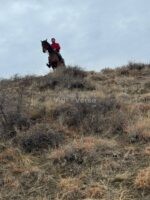 🐎 იყიდება ანგლო-ყარაჩაის ჯიშის ულაყი – ახალი ჩამოყვანილი! - Image 2