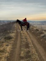 🐎 იყიდება ანგლო-ყარაჩაის ჯიშის ულაყი – ახალი ჩამოყვანილი!