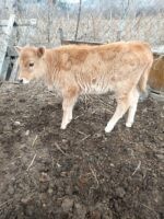 🐄 იყიდება ძუძუს საფურე ხბო — 1 თვის