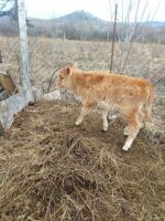 🐄 იყიდება ძუძუს საფურე ხბო — 1 თვის - Image 2