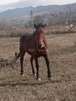 იყიდება მაგარი, მთისთვის გამძლე ცხენი 🐎