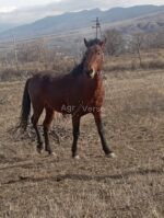 იყიდება მაგარი, მთისთვის გამძლე ცხენი 🐎 - Image 2