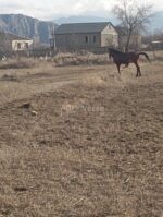 იყიდება მაგარი, მთისთვის გამძლე ცხენი 🐎 - Image 3