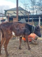🐄 იყიდება 4 სული დეკეული