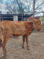 🐄 იყიდება 4 სული დეკეული - Image 2