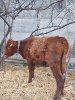 🐄 იყიდება 4 სული დეკეული - Image 3