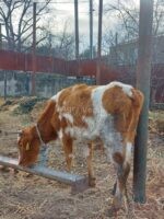 🐄 იყიდება 4 სული დეკეული - Image 4