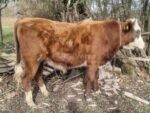 🐂 იყიდება დასამბელი მოზვრები