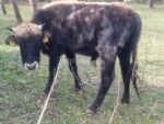🐂 იყიდება დასამბელი მოზვრები - Image 2