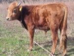 🐂 იყიდება დასამბელი მოზვრები - Image 3