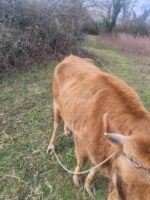 🐂 სუპერი საკლავი – იყიდება გორში - Image 2