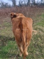 🐂 სუპერი საკლავი – იყიდება გორში