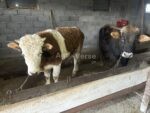 🐂 იყიდება 2 მოზვერი (ჭრელი)