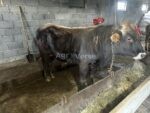 🐂 იყიდება 2 მოზვერი (ჭრელი) - Image 2