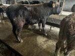 🐂 იყიდება 2 მოზვერი (ჭრელი) - Image 3