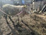 🐂 იყიდება მოზვრები — 9 სული