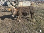 🐂 იყიდება მოზვრები — 9 სული - Image 2