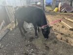 🐂 იყიდება მოზვრები — 9 სული - Image 3