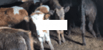 🐄 სასწრაფოდ იყიდება 12 სული ჯიშიანი დეკეული — შვიცბრაუნი და წაბლა - Image 2