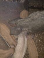🐖 იყიდება 9 გოჭი - Image 2