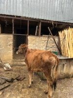 🐄 იყიდება საჯიშე დეკეული — 10 თვის
