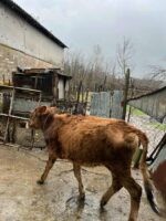 🐄 იყიდება საჯიშე დეკეული — 10 თვის - Image 2