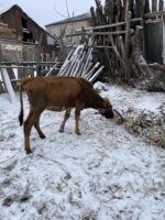 🐄 იყიდება შესანახი დეკეული (1 წლის) - Image 2