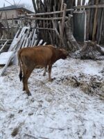 🐄 იყიდება შესანახი დეკეული (1 წლის) - Image 3